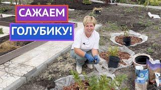 САЖАЕМ ГОЛУБИКУ ТАК ЧТОБЫ СОБИРАТЬ УРОЖАЙ ВЕДРАМИ