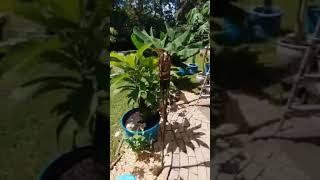 Mamey Sapote Care and Pruning