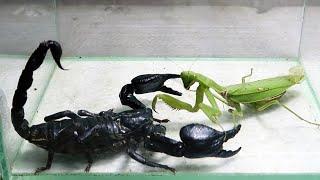 Mr Black Scorpion and Praying Mantis