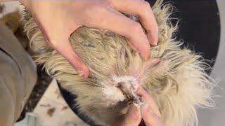 Schnauzer Puppy Ear Cleaning  Puppy Grooming  Dog Grooming