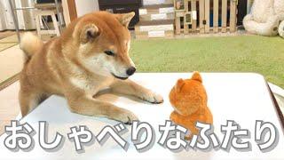 喋る柴犬に真似するおもちゃをプレゼントしたら会話を始めた