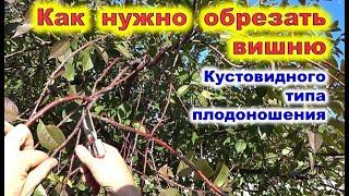 ОБРЕЗКА ВИШНИ кустовидной. Как переформировать крону.