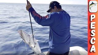 ¿Cómo Dónde y Cuándo PESCAR BARRACUDA. Pesca en Alta Mar