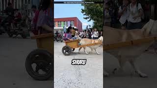 Dog Becomes Driver