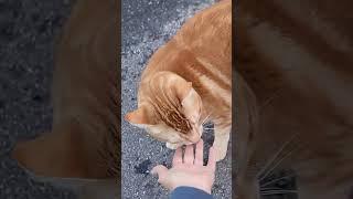 Fiery Footsteps The Big Red Cats Stroll #cat #funnyanimals #pets #catlover