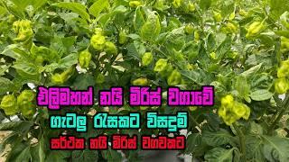 එළිමහන් නයිමිරිස් වගාවේ ගැටලු සඳහා විසඳුම්  Nai miriswagawa  Nai kochchi wagawa  Scotch Bonnet