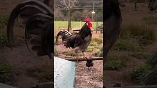 Silverudds Blå Hahn Michel kräht  #silveruddsblå #rooster #chickens #gallo #backyardchickens #
