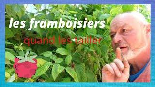 Comment et quand tailler les framboisiers  pour Éliane