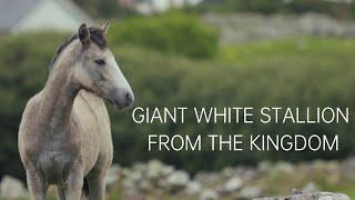 THE GIANT WHITE STALLION FROM THE KINGDOM OF  FAR FAR AWAY