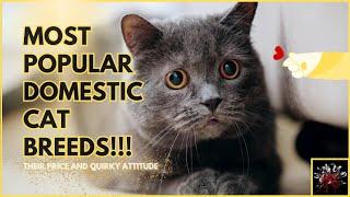 Most Popular Domestic Cat Breeds Their Price and Quirky Attitude