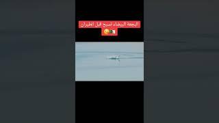 Algerian beriev be 200 صور نادرة جدا للبجعة البيضاء وهي تسبح في سد بني هارون