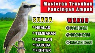 Suara trucukan NGALAS NEMBAK GARUDA ROPEL Ampuk untuk pancingan dan masteran