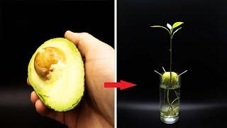 Growing AVOCADO Tree Time Lapse - 127 Days