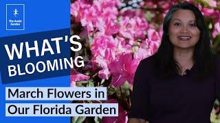 Whats Blooming in March in our Florida Garden 2021
