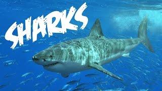 All About Sharks for Children Animal Videos for Kids - FreeSchool