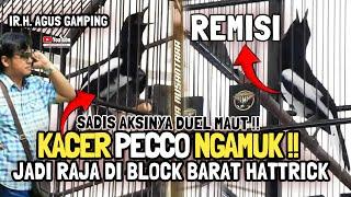 TAMPIL KESETANAN  KACER PECCO KALAHKAN BURUNG KACER PAPAN ATAS  HATTRICK  IR.H.AGUS GAMPING