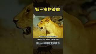 母狮偷了狮王的食物#动物世界#雄狮发怒#獅子王國# #動物世界#動物日記