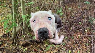 Dumped in the woods with a decrepit body... cold alone and sadness waiting for her end in agony