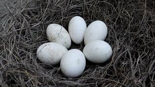 The hen hatches the gooses eggs and raises them as if they were her own childrenmp4