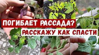 ПОГИБАЕТ РАССАДА? НЕ ПАНИКУЙ подскажу как спасти