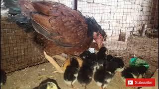 Aseel Hen With Chicks  Aseel Murgi Ke Bache Mainwali Aseel Hen