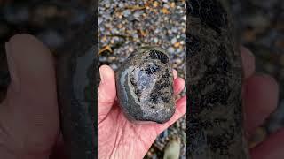 Fossilised Wood 🪨🪵 #fossilhunting  #beach #fossils #shorts #coast #sea #rock #wood #nature