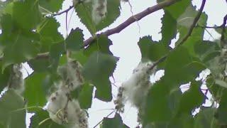 Cottonwood seeds creating Minnesota ‘season of sneeze’