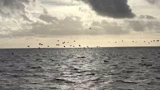 Wadden Sea Wintering Birds  20221230