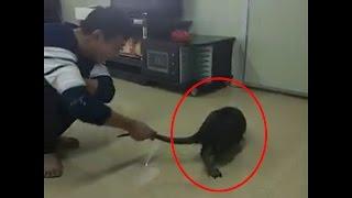 BIGGEST RAT EVER  Unbelievably Huge Rat Caught In China