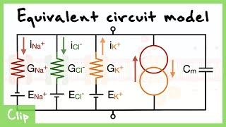 Equivalent Circuit Model Of The Neuron Explained Capacitance Resistance Driving force  Clip