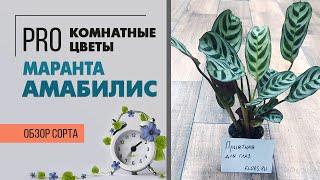 Маранта Амабилис - миниатюрная маранта  Малышка для комнатного озеленения  Тенелюбивое растение