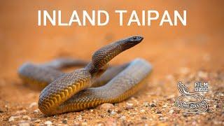 Inland taipan Fierce snake - the most venomous snake in the world