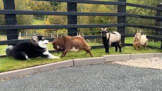 Malamute Puppy Reacts To Angry Pygmy Goats