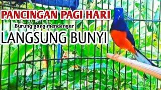 Murai batu gacor pancingan murai batu bengong langsung bunyi