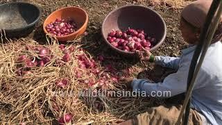 Red Onion harvest in winter  Onion farm in India  Farmers cleaning onion at farm near Lasalgaon