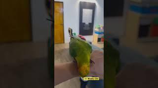 Melatih FTM Fly to me  Suri The Sun Conure Parrot  11 Weeks Old