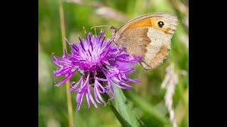 Why we should treasure hay meadows.