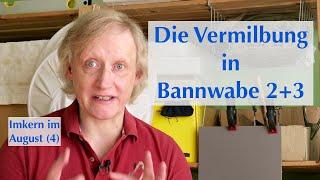 Die tatsächliche Vermilbung der Bannwaben - Nachschaffung Ja oder Nein ? - Imkern im August 4