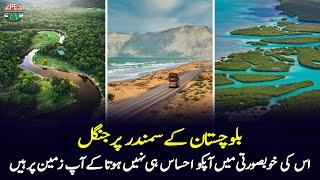 Mangroves Forest on the Sea of ​​Balochistan  Beautiful Sceneries and Journey  Documentary