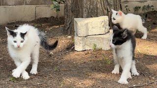 I helped three stray kittens find a new home