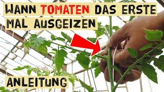 Tomaten richtig ausgeizen - wann fängt man an - welche Triebe werden entfernt - Geiztriebe bewurzeln