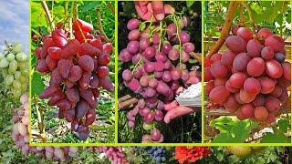 @Какой вкуснее виноград Дюжина Дубовский розовій или Подарок Ирине?