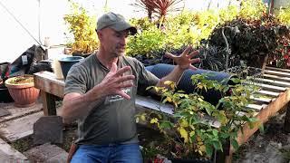 Preparing Potted Roses for Winter