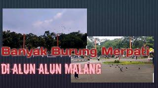 Mengejar Burung Merpati di Alun Alun Kota Malang...