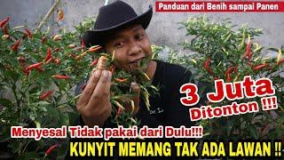 Modal Kunyit saja Lebih banyak Buah daripada Daunnya 