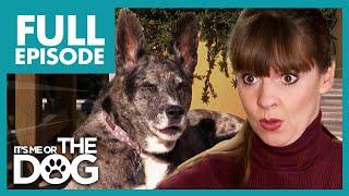 Dogs Loud Barking Sends Owners To Court  Full Episode USA  Its Me or The Dog