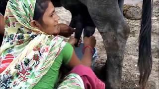 Village Style Buffalo Milking By Village WomanAmazing Women