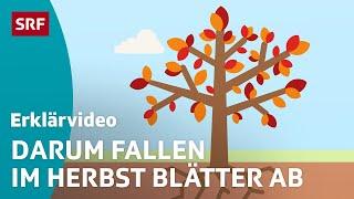 Wieso Bäume im Herbst ihre Blätter verlieren – einfach erklärt  Kindervideos  SRF Kids