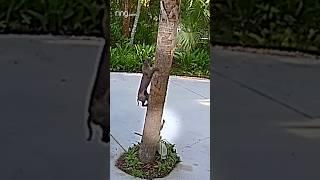 Squirrels impressive maneuvers confuse bobcat