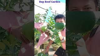 Citrus Plant on my rooftop#Shorts #YoutubeShorts #Citrus#Maltaছাদবাগানে কমলালেবু#RupRoofGarden